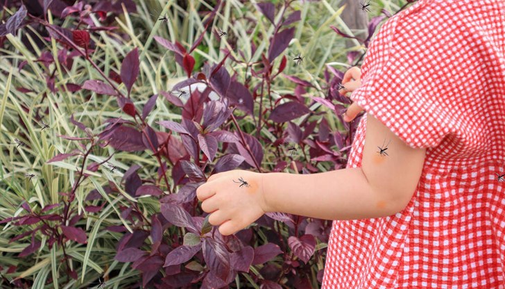 Въвеждат мерки като при COVID пандемията в провинция Гуандун заради Чикунгуня