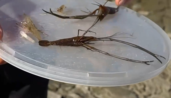 Инвазивният вид може да доведе до изчезването на някои риби