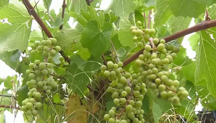 Производители в Монтанско апелират към властите да не разрешават внос