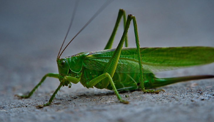 Нашествието е свързано с разрушаването на язовир Каховка и военните