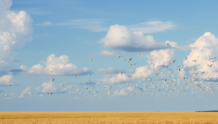 Белите птици се събират на огромни ята и се насочват