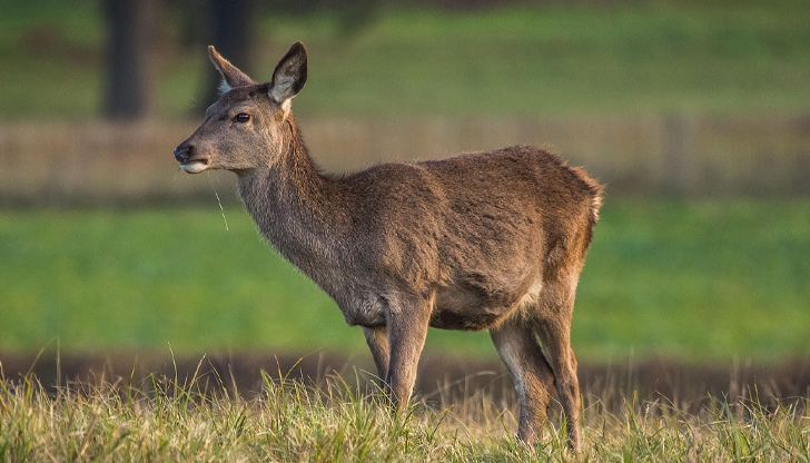 Животното е било простреляно два-три дни преди намирането муУбита кошута