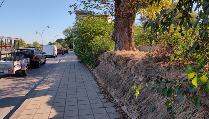 Жители на Русе алармират за потенциален риск от падащи дървета