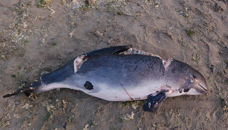 Три различни екземпляра са намерени за два дни, РИОСВ получи