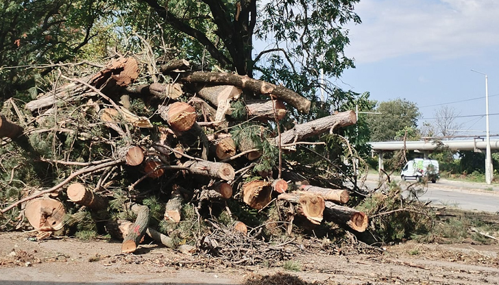 Община Русе е уведомена за случая, но сечта продължаваЖителка на