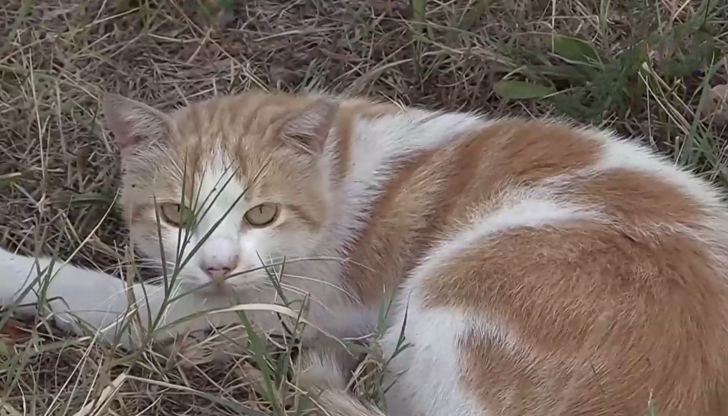 Инцидентите са в близост до детска градина в комплекс ЛазурБургаската