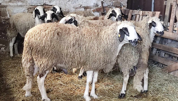 Въпреки взетите ограничителни мерки, вирусът е проникнал и във фермата