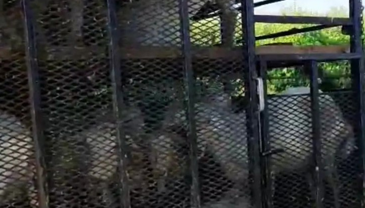 Двама мъже са с издаден акт за нерегламентиран транспорт на