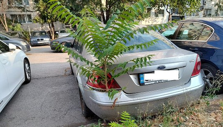 Природата превзе изоставен автомобил в Красна полянаВпечатляващ урок по биология