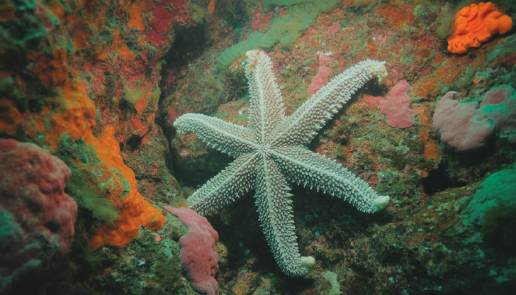 Бактерията Vibrio pectenicida е причината за най-голямата морска епидемия в