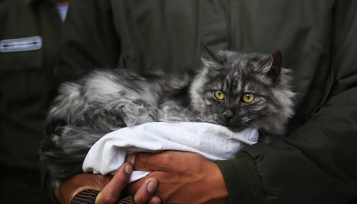 Рецесивната мутация се наследява от двамата родители и е рядко