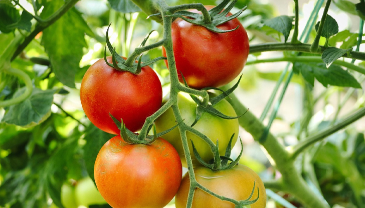 Златното правило за силна реколта и здрави растения без ежедневно