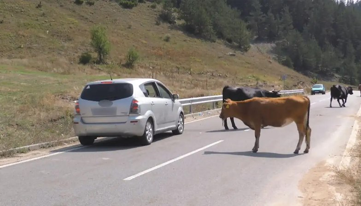 Искат строг контрол над животните след като 16-годишен загина при