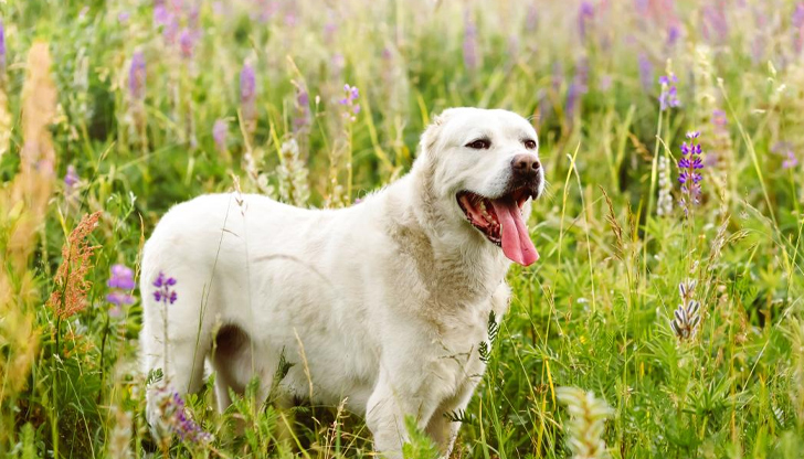 Рускиня отглежда кучето в чужд двор, полицията не може да