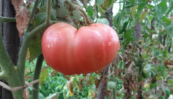 Ключ към добрия вкус е правилният избор на цвят, текстура