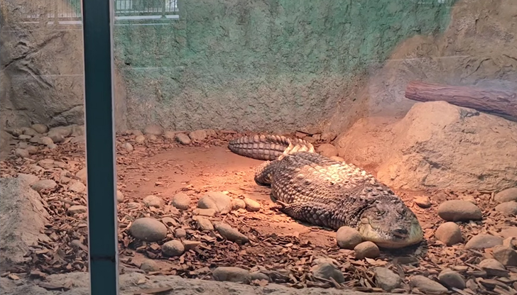 Масай се адаптира отлично в Софийския зоопарк и вече тежи