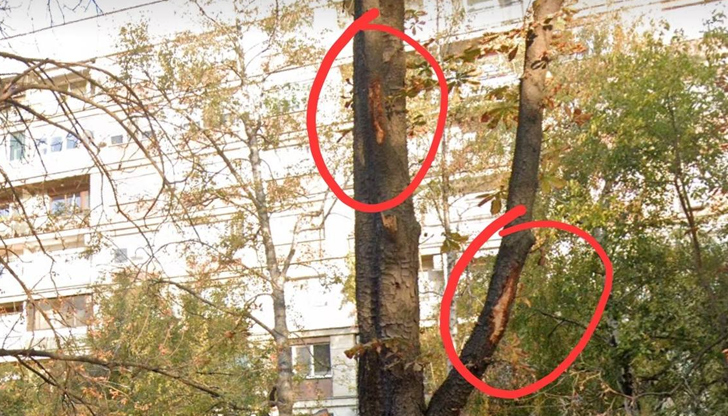 Направи ми впечатление, че едно от падналите дървета след бурята