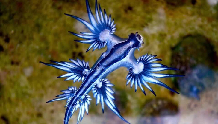 Лилави медузи нахлуват в Гърция, а сините дракони от Испания