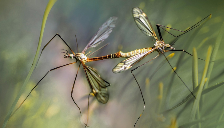 Заболяването се предава само чрез ухапване от комариКитайски лекари са