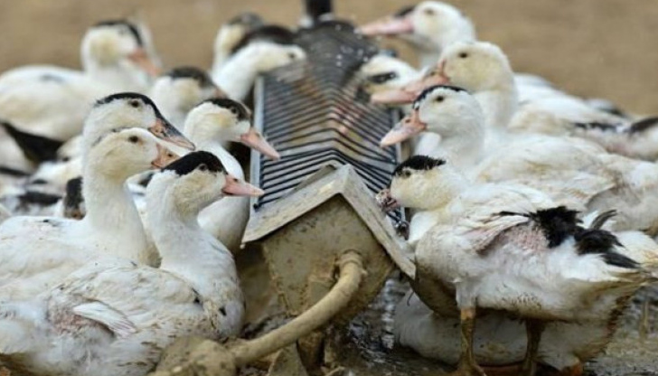 Три огнища на птичи грип регистрирани в РаковскиБългарската агенция по