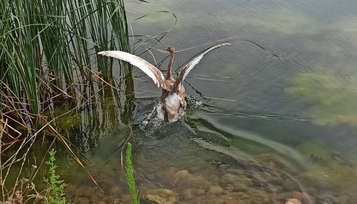 Експерти транспортираха бедстващите птици до Врачанския язовир след сигнал от