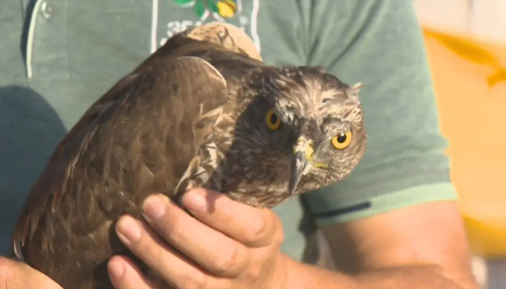 Деветте лекувани в Централни Балкани птици получиха маркировъчни пръстени от