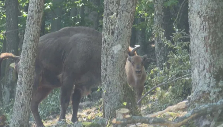 Три малки са се родили тази година в Родопите, а