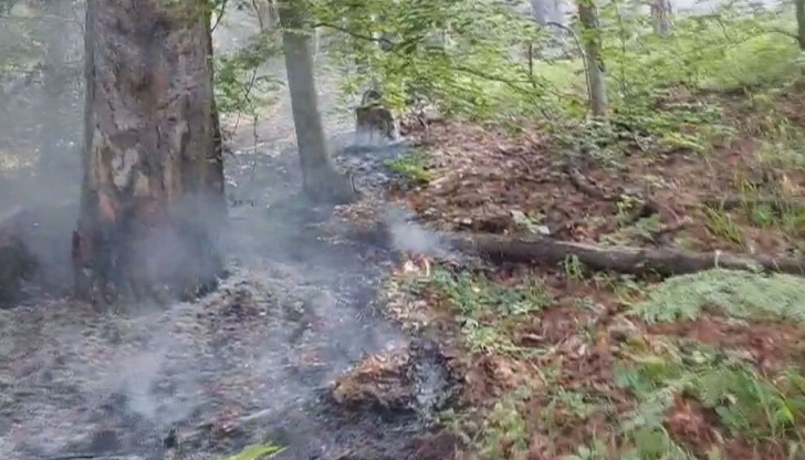 Новите огнища са открити при обход на горските служителиСамо ден