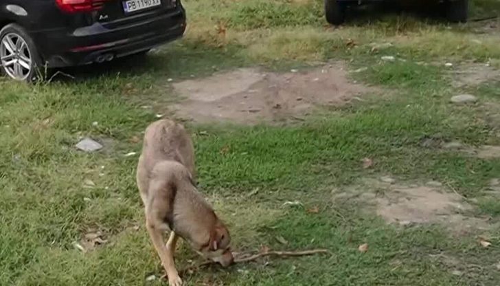 14-годишно момиче e с множество рани по крака след атака