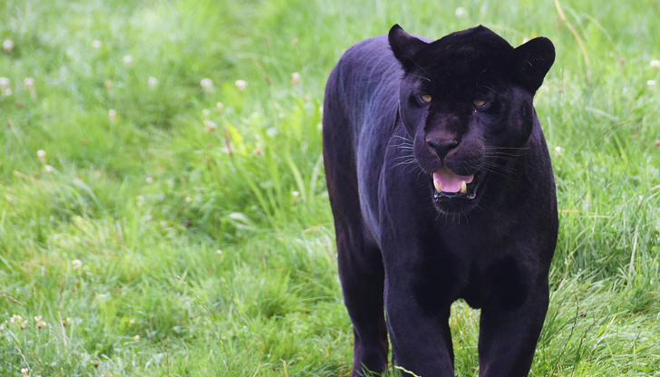 Мъж твърди, че е забелязал животното в понеделник на пътя