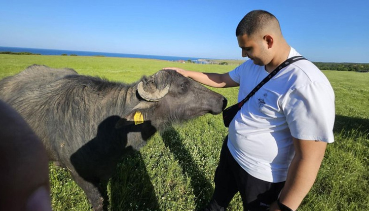 Държавата проверява животните, но не дава нито лев за тяхното