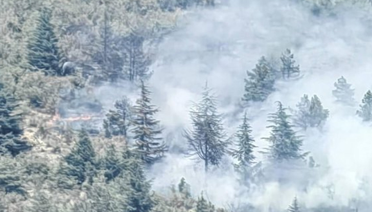 Огънят унищожи до 80 декара борова гора и храстиНезаконно сметище,