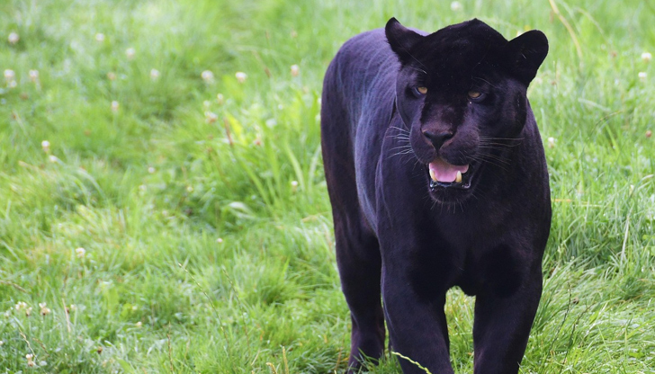 Хищникът е заснет от човек, пътуващ от Русе към СилистраПореден