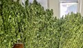 Разбиха наркооранжерия с канабис в Бургаско