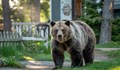 Кметът на Ловеч свика кризисен щаб след появата на мечка в града
