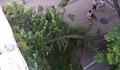 Прекършен клон падна върху главната улица в Благоевград