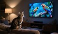Учени обясняват защо котките гледат телевизия