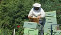 Пчеларството в България е изправено пред колапс