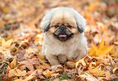 Ранните прогнози допускат валежи около календарния край на месецаВтората половина