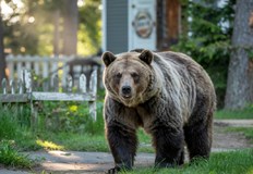 Очевидец разказа за срещата с необичайния гост на градаМечка се