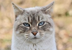 Мика е трябвало да пътува със своите собственици в транспортна