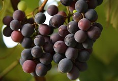 Практически съвети за отглеждане на грозде в двораОтглеждането на лозя