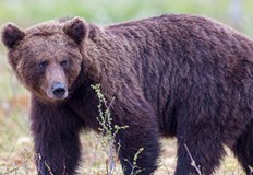 Полицията изведе животното от града общината свиква кризисен щабМечка се
