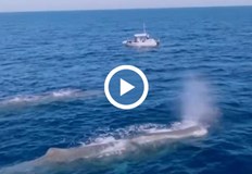 Кашалоти в района не са забелязвани от 2019 годинаТуристи участващи