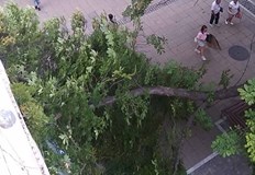 Общината изпрати екипи за разчистване и ще прави експертиза на