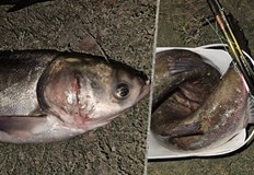 Спряха незаконен риболов чрез търмъчене по река ДунавИнспектори от Изпълнителната