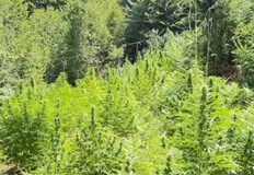 Задържаха 41 годишен мъж отглеждал над 130 растения в две ниви