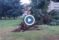 Експертите от Лесотехническия университет препоръчват засаждането на вечнозелени дървета и