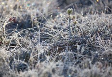 Само Скандинавия и части от Обединеното кралство правят изключение от