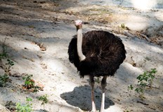 Научно проучване обяснява как огромните нелетящи птици са се разпространили